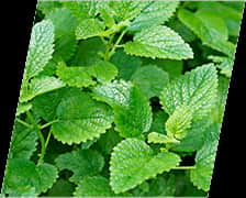 lemon-balm