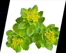 rhodiola